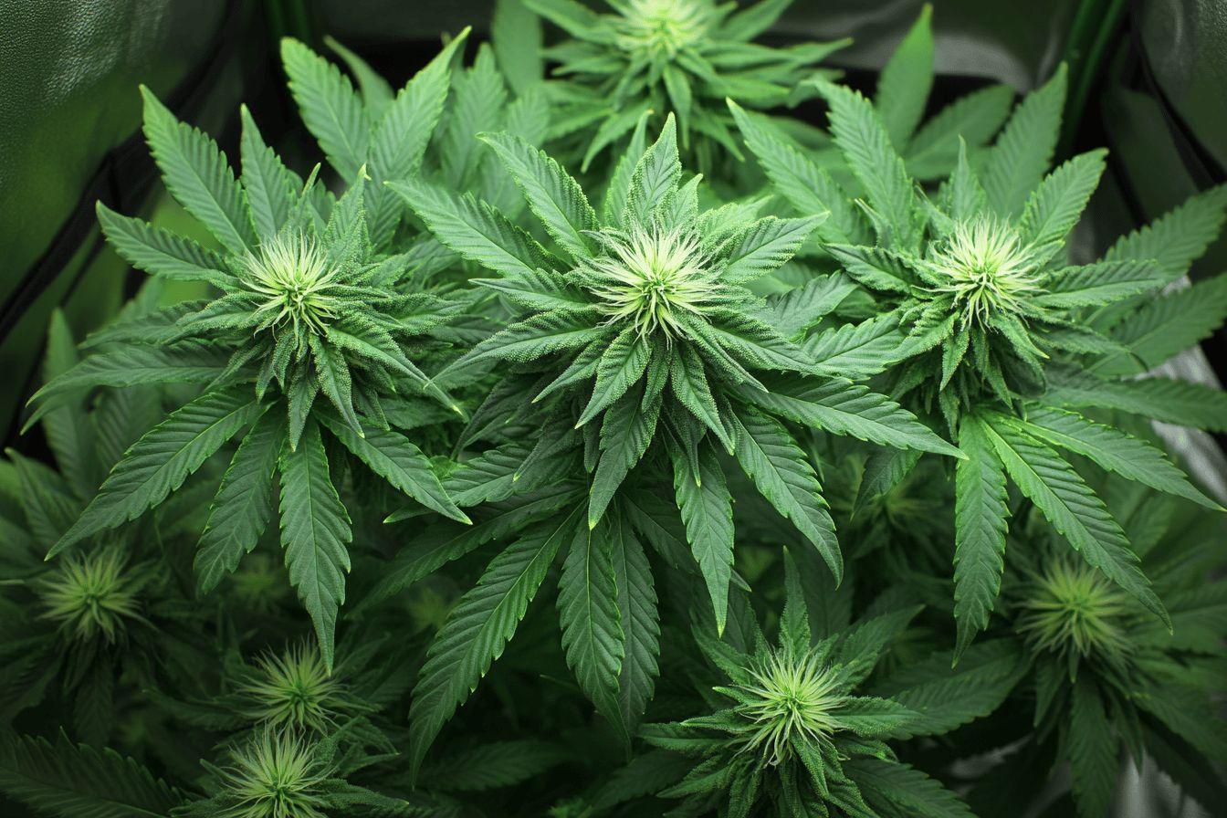 Comment cultiver du CBD en intérieur légalement : guide étape par étape