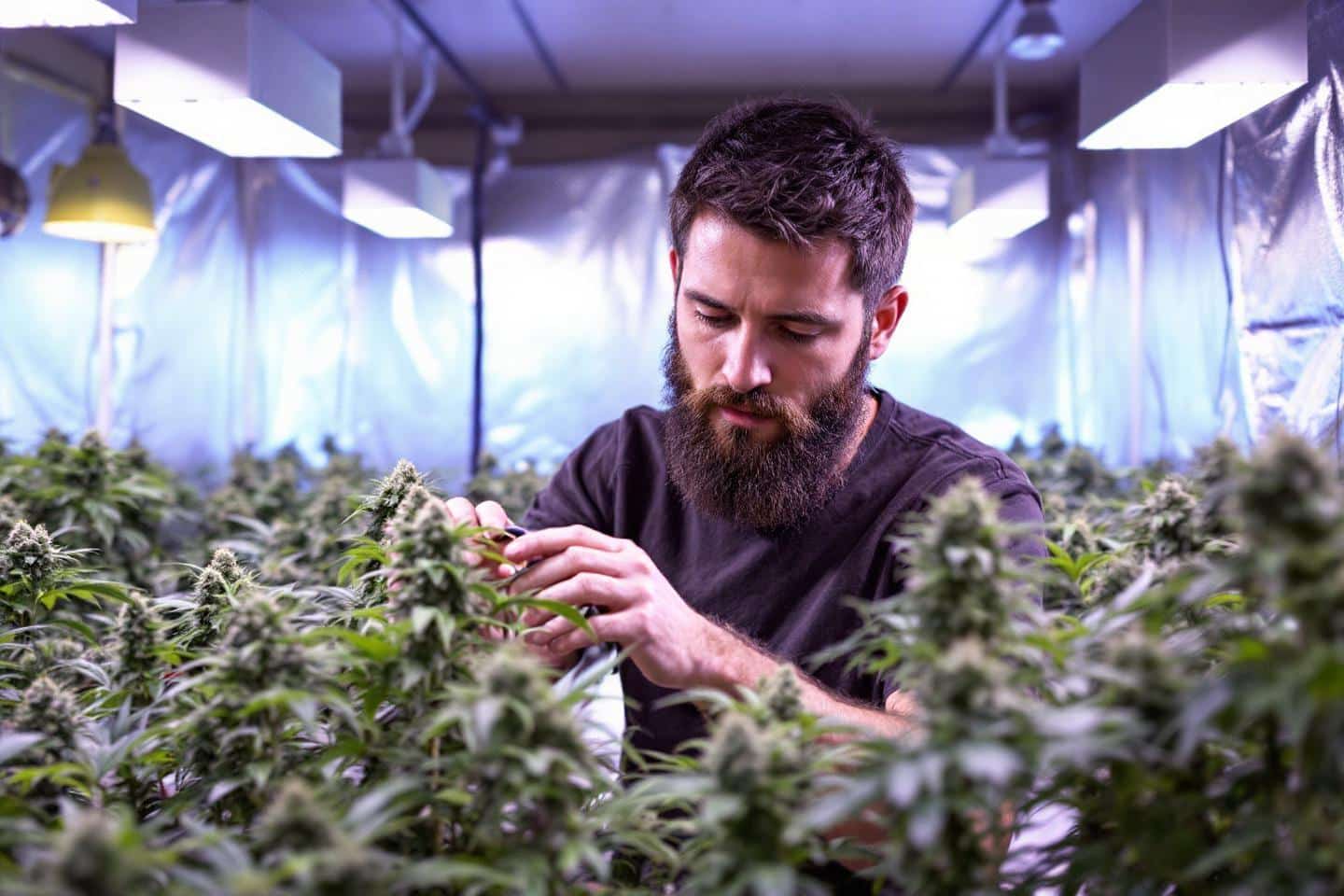 Peut on faire pousser du cbd : guide complet pour cultiver légalement