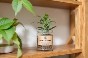 Comment cultiver du CBD chez soi légalement en France : guide